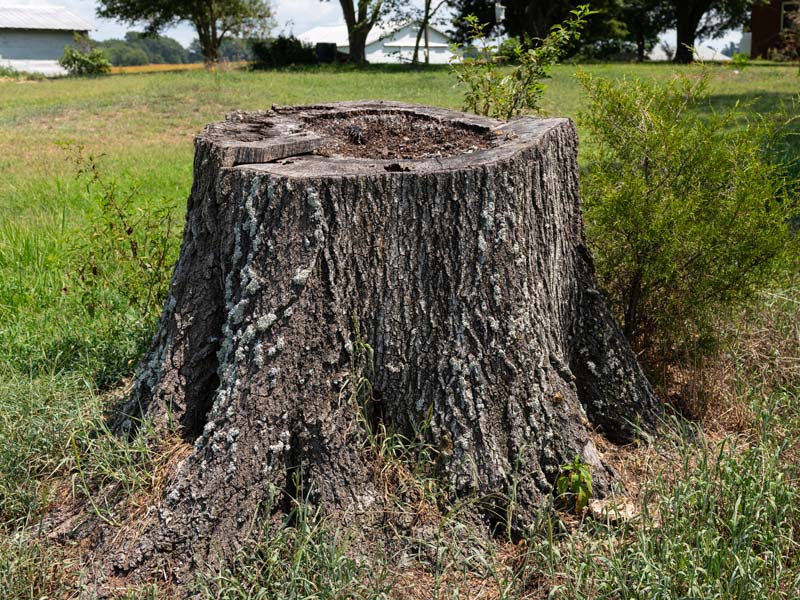 Alter Baumstumpf steht auf einer großen Wiese.