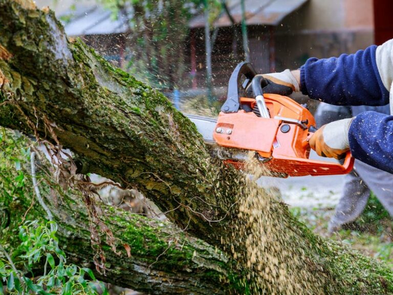 Gefällter Baum wird mit einer Säge zerschnitten.
