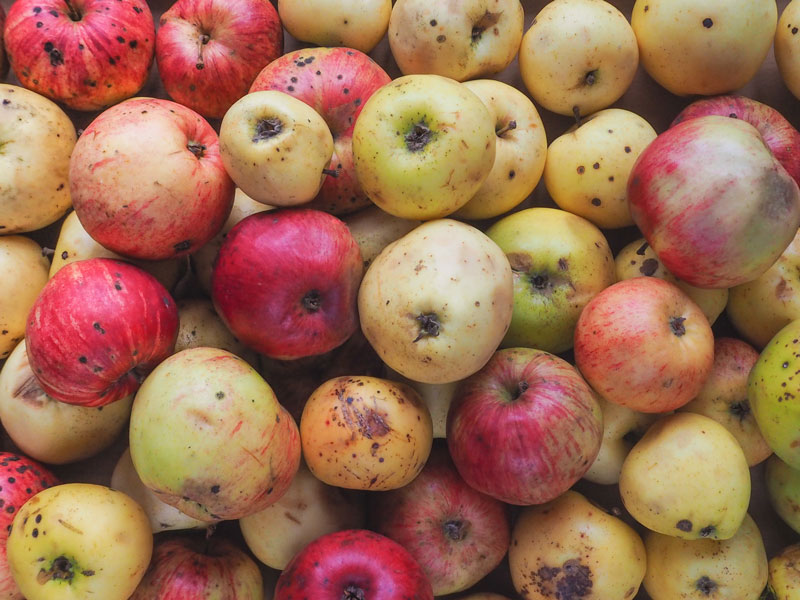 Bild gefüllt mit Fallobst bzw. Äpfeln