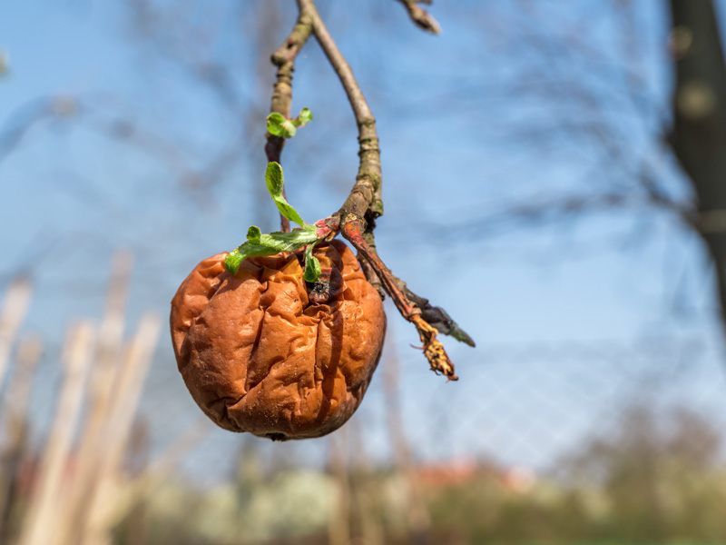 Verschrumpelter Apfel hängt an einem einzelnen Ast.