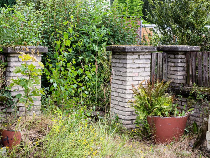 Verwilderter Eingang zu einem Garten mit hohen Hecken und Gräsern.