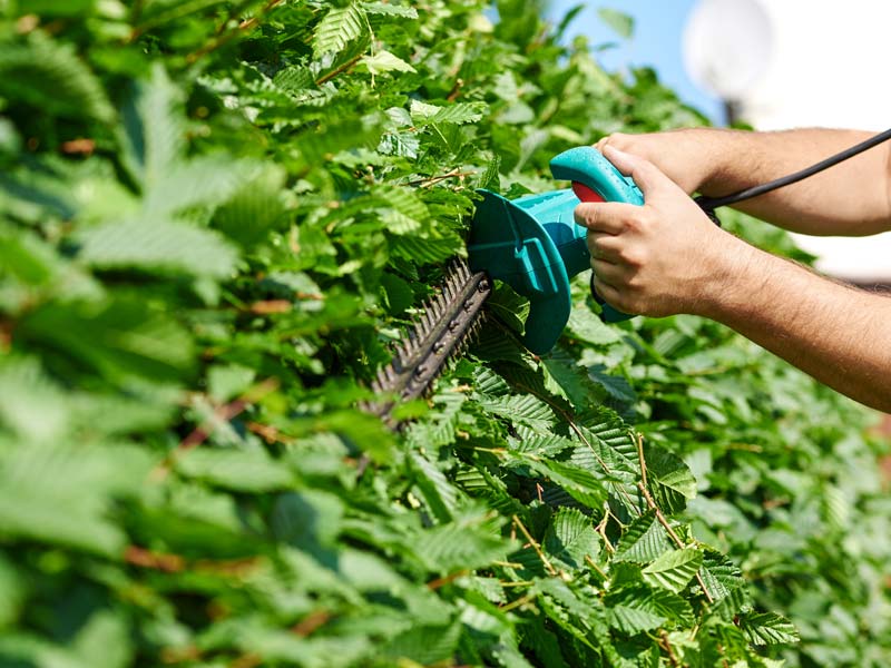 Eine grüne Hecke wird mit einer Heckenschere getrimmt.