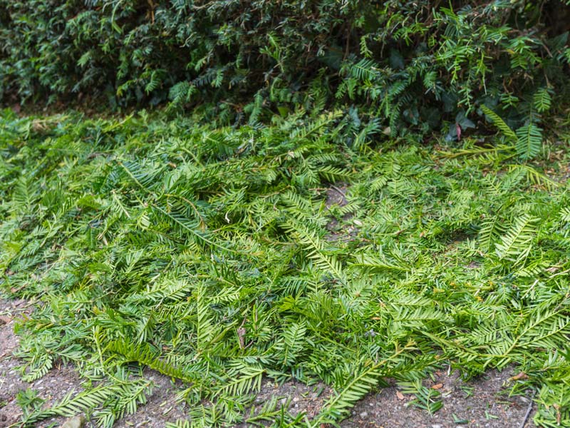 Heckenschnitt einer Thuja liegt auf dem Gehweg.