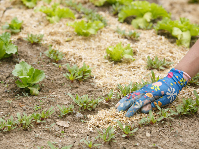 Hand mit Gartenhandschuh verteilt Stroh zum Mulchen in einem Beet mit Pflanzen.
