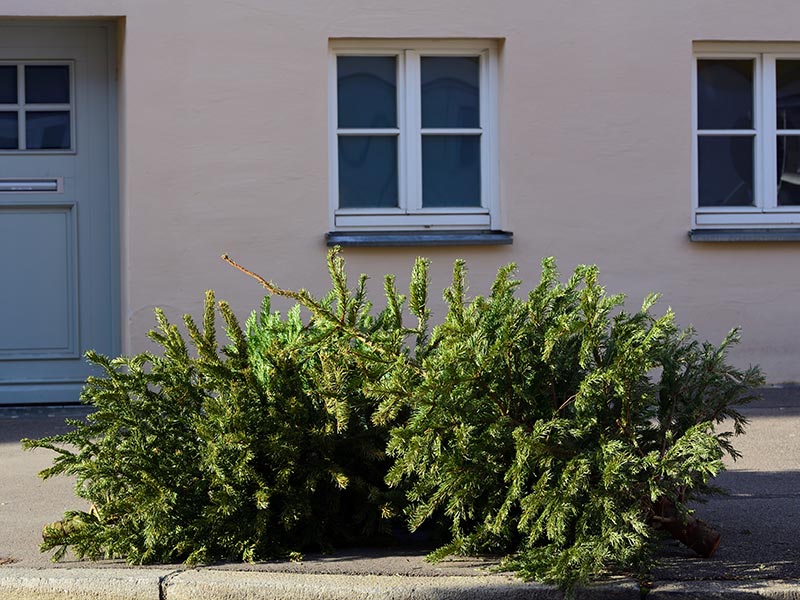 Weihnachtsbaum liegt auf der Straße vor einem Hauseingang.