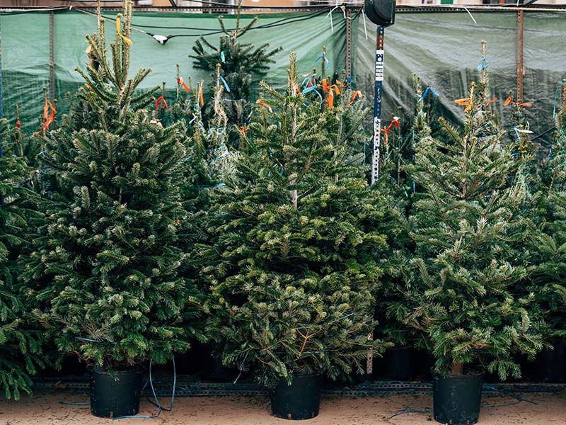 Weihnachtsbaum im Topf an einem Verkaufsstand.