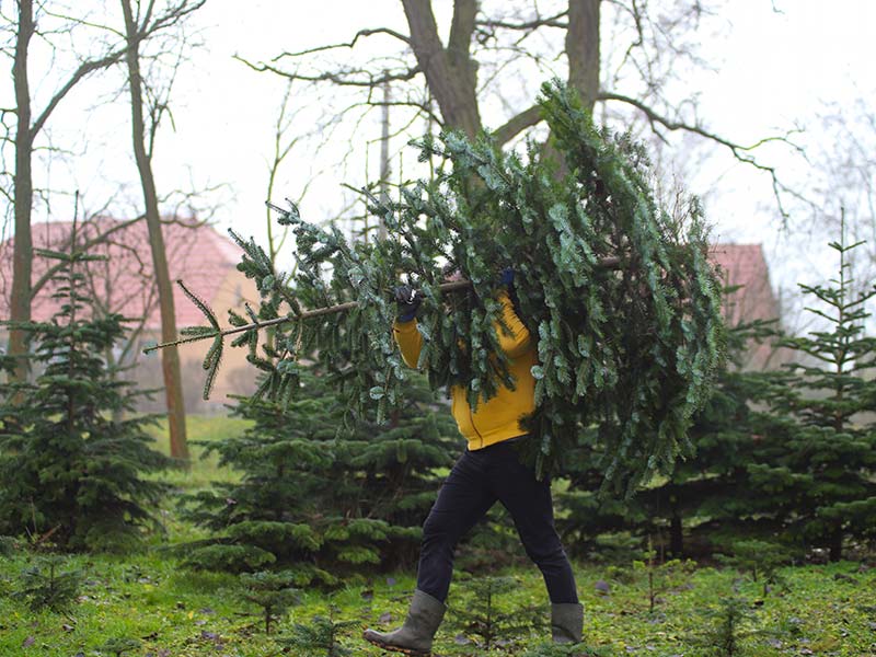 Person trägt einen gefällten Weihnachtsbaum über der Schulter.