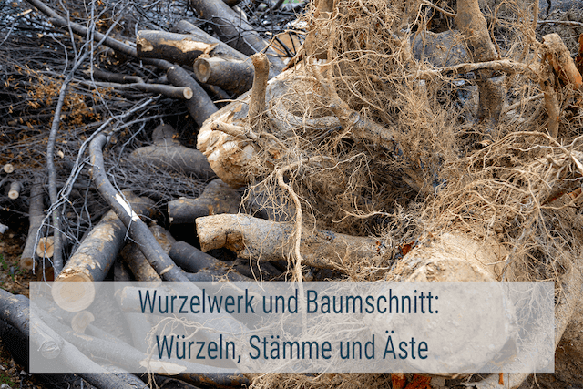 Wurzeln Entsorgen Kosten